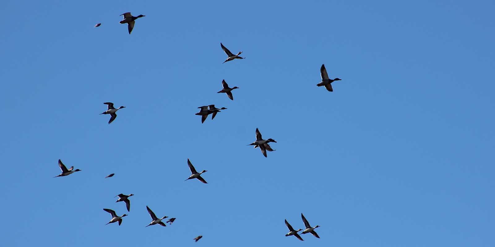 Spring 2018 Pintails Flying